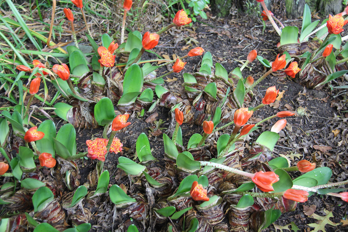 Haemanthus coccineus (5).jpg